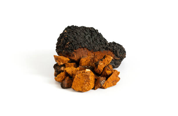 🌲 Chaga: The Antioxidant Powerhouse