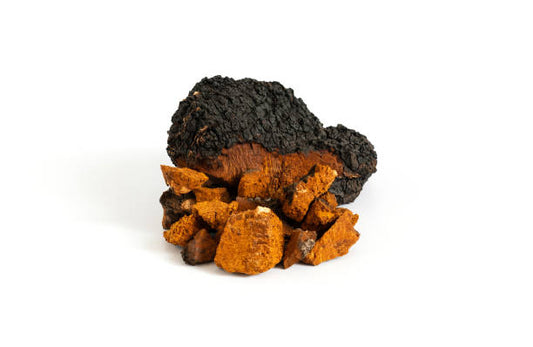 🌲 Chaga: The Antioxidant Powerhouse