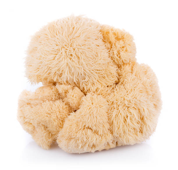 🧠 Lion’s Mane: The Brain Booster Mushroom