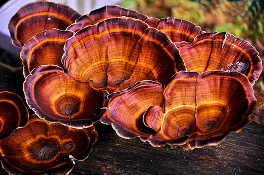 🌙 Reishi: The Calm-Down Mushroom