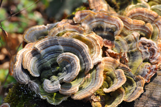 🛡️ Turkey Tail: The Gut + Immune Hero